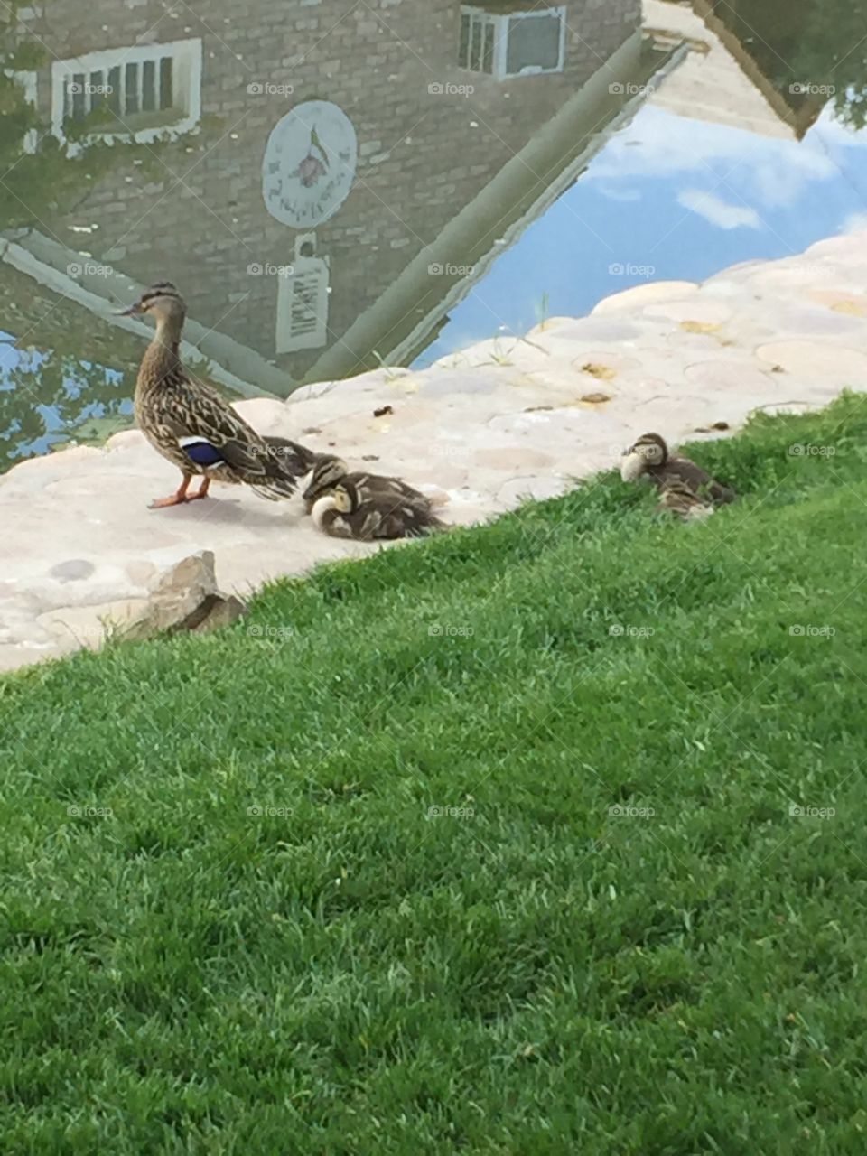 Mommy Duck & Ducklings. @chelseamerkleyphotos Copyright © CM Photography May 2019.