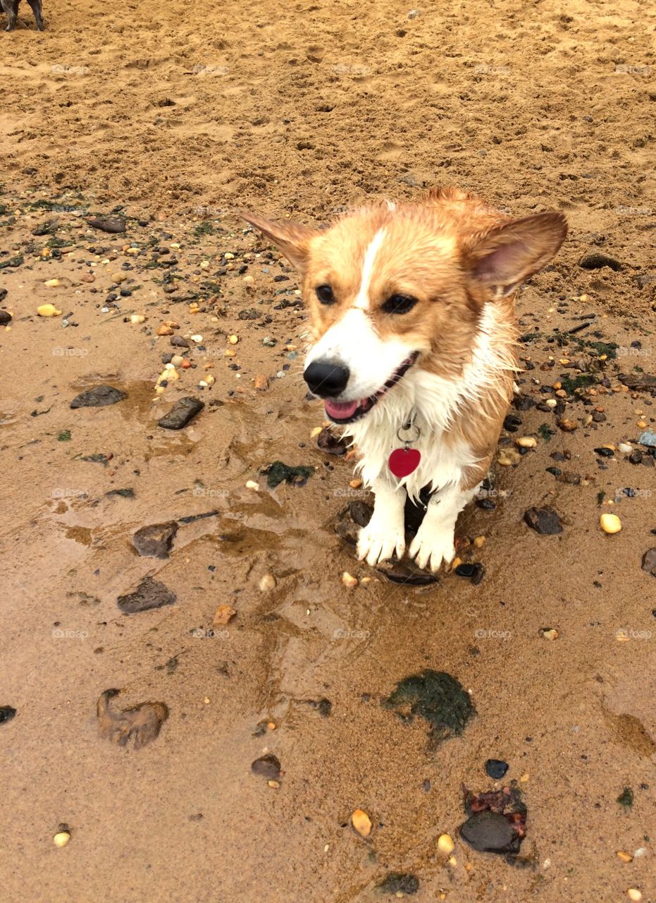 Day at the dog beach.