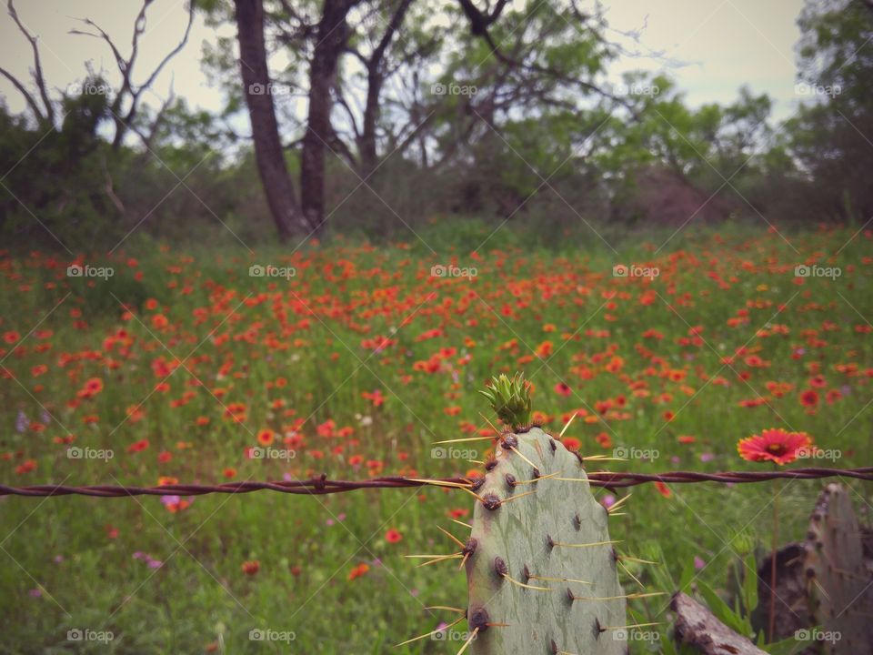 prickly pear cactus with Texas firewheels in the background