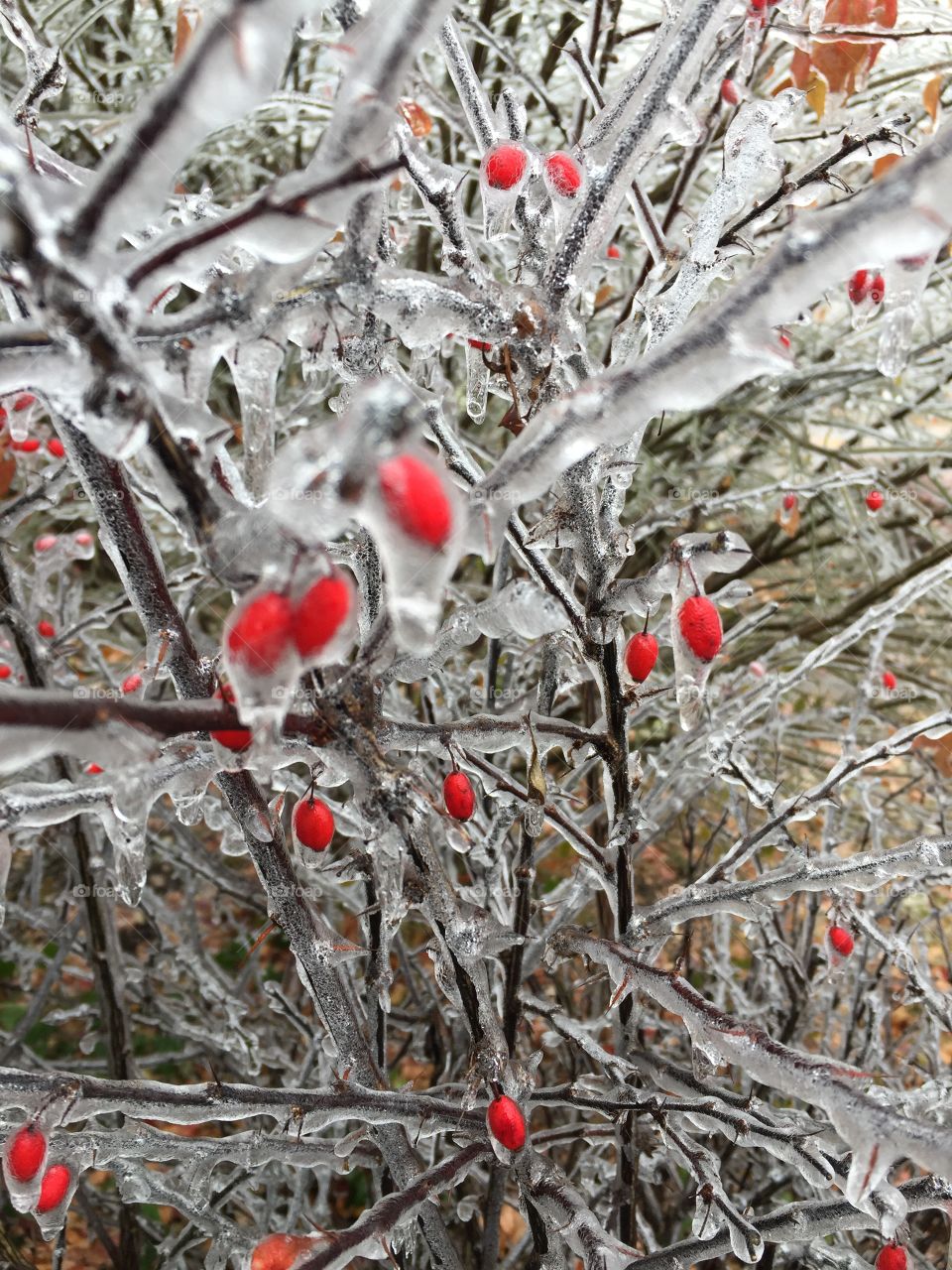 This is a picture taken in the winter when the ice had frozen on the branches.