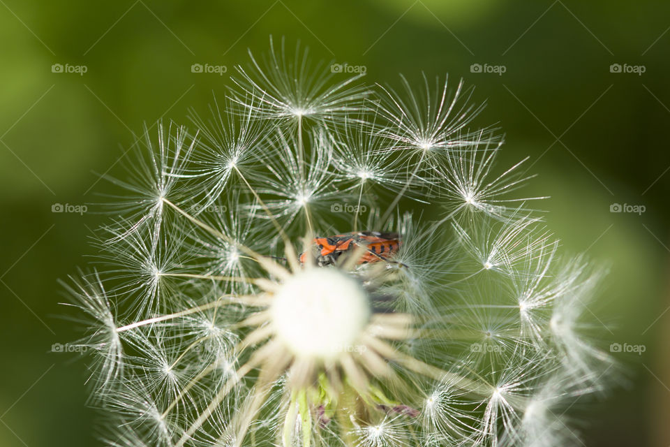 Firebug sitting on old dandelion