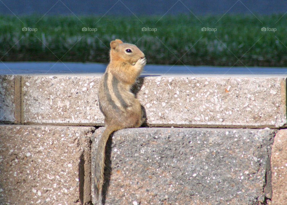 grass nut cut s by mmcook