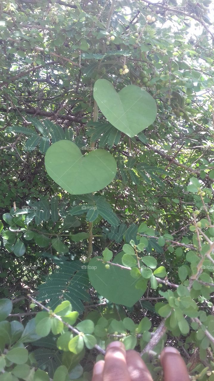 heart shaped leaves