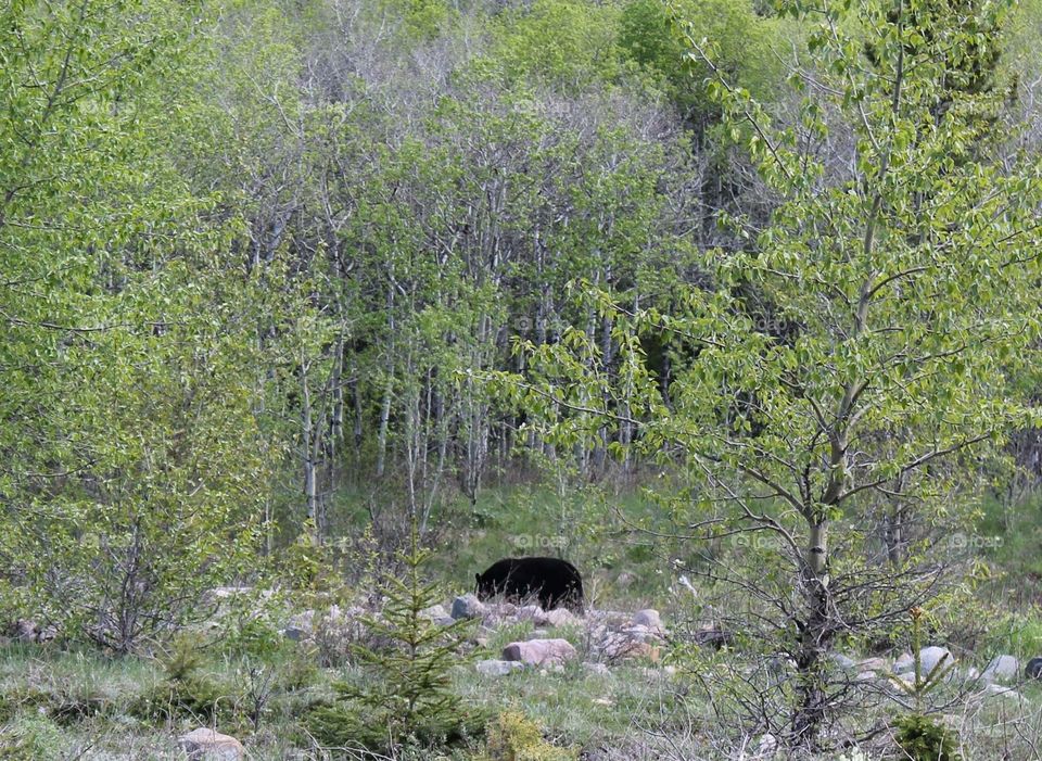Bear in the Alberta wilderness! 