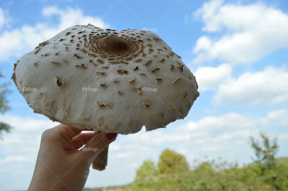 mushroom edible -Parasol mushroom ( Macrolepiota procera)