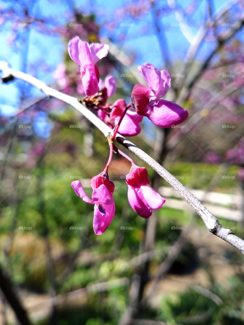 first signs of spring, I took this picture with my phone.