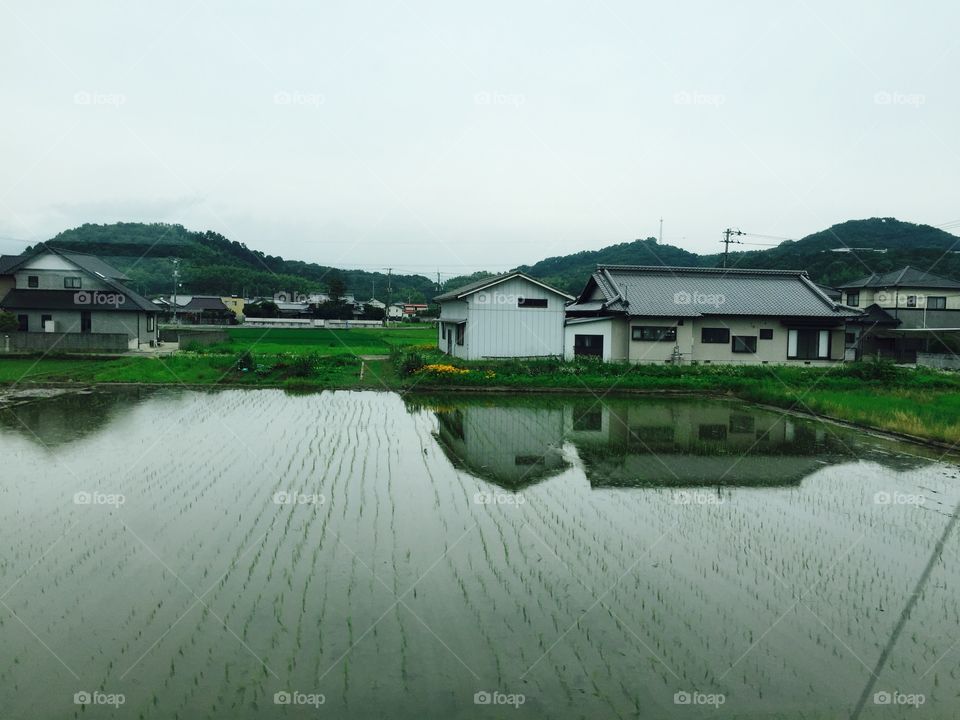 Rice fields Japan 