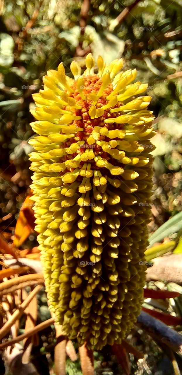 Banksia integrifolia