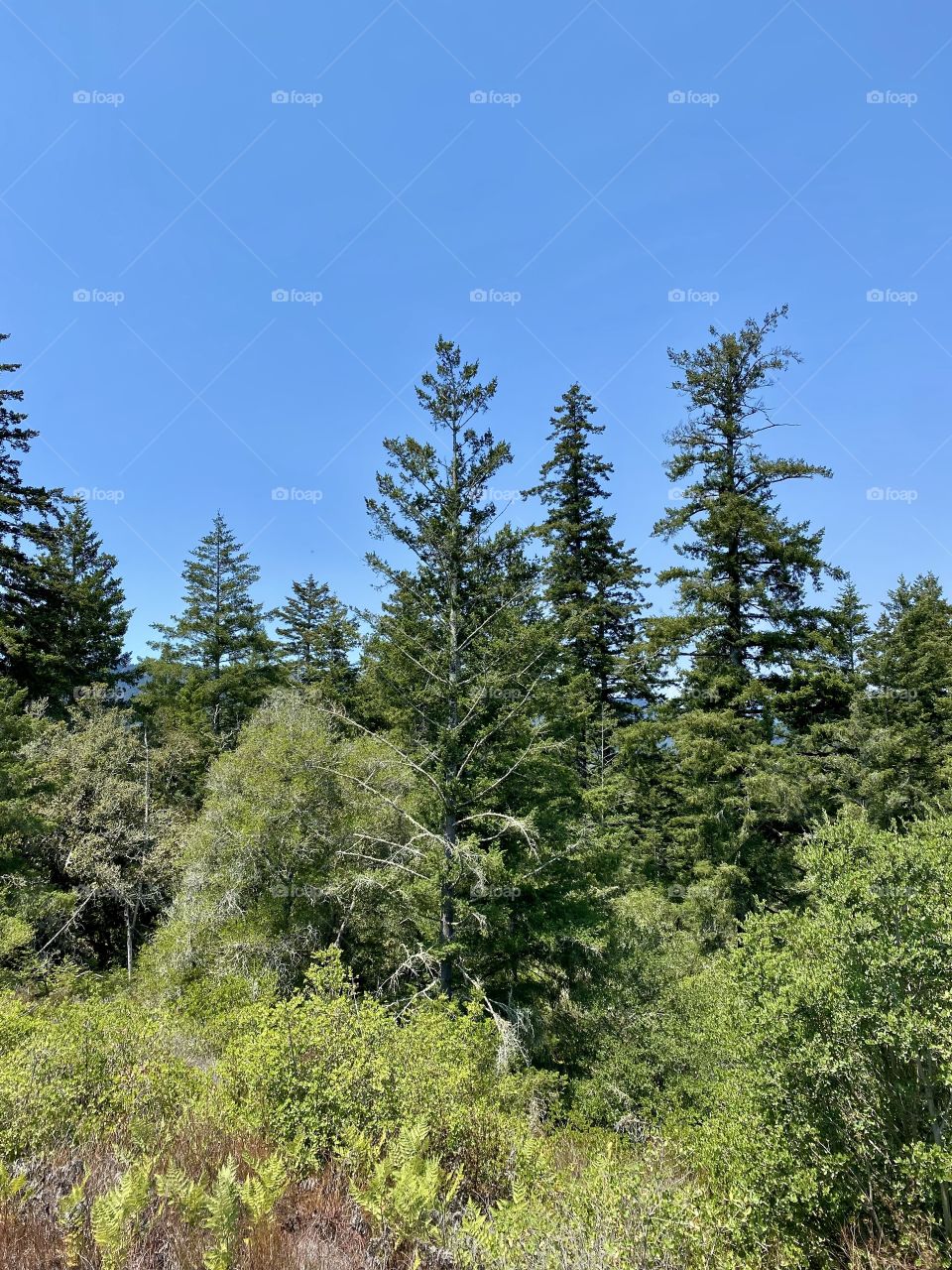 Henry Cowell Redwoods State Park in Felton California 
