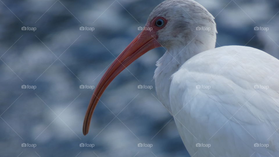 ibis