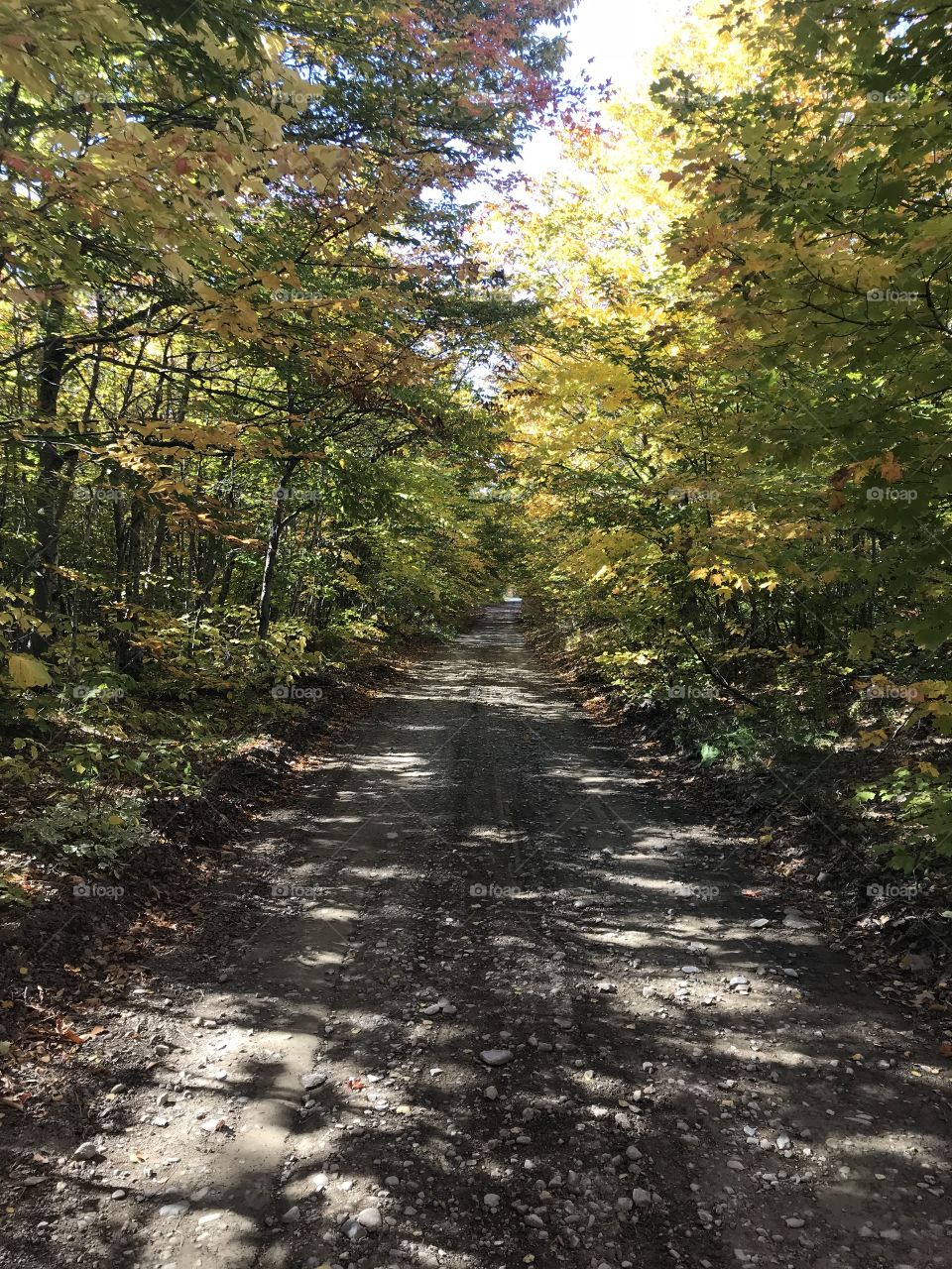 Green and yellow trees