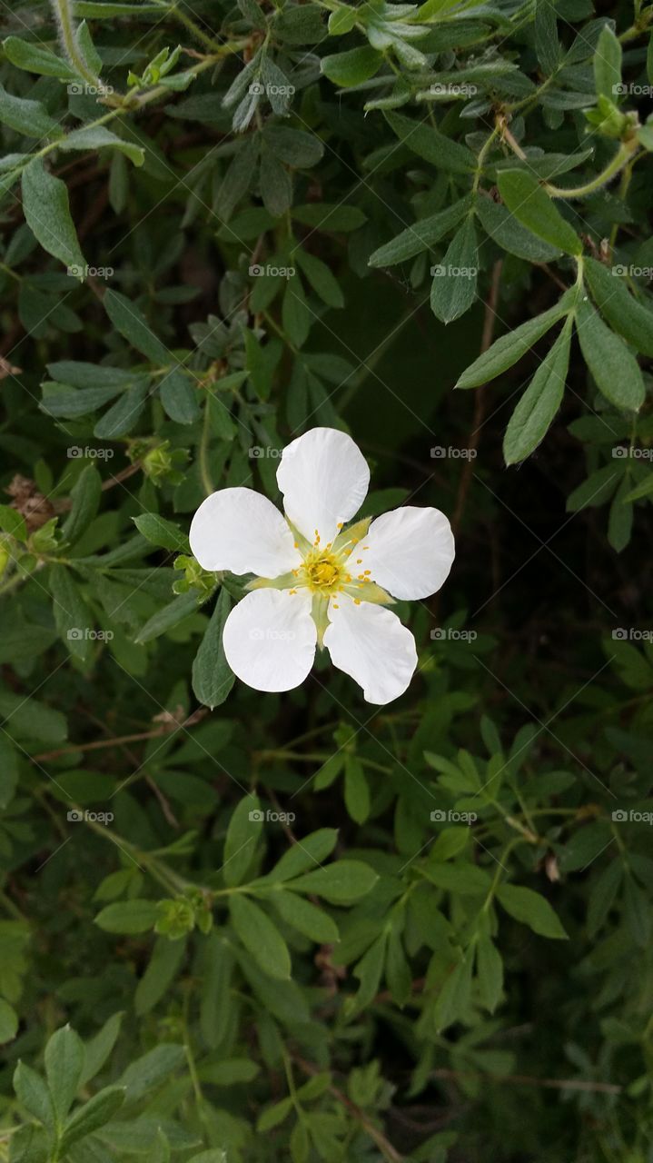 Small white and yellow flower
