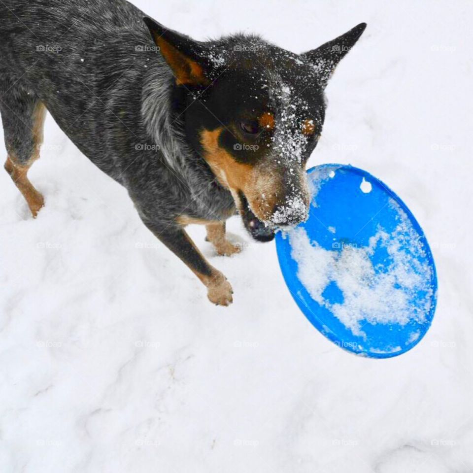 Blue heeler dog playing with her frisbee in the snow!