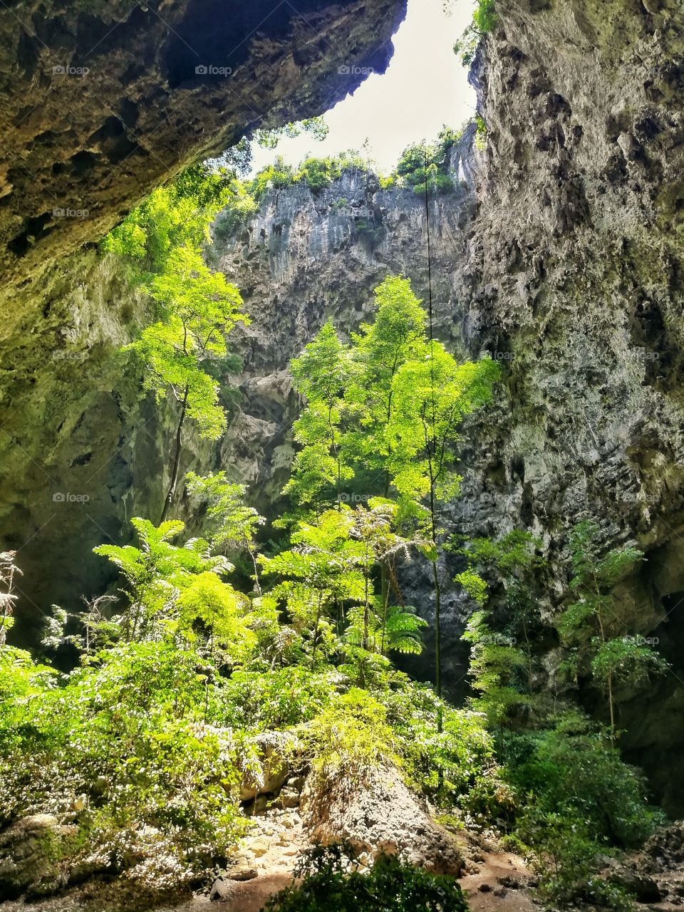 Forest in the cave, travel destinations in Thailand.