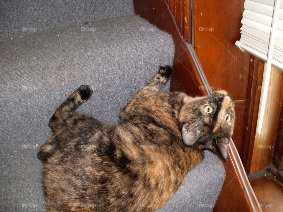 Cat on Carpeted Stairs