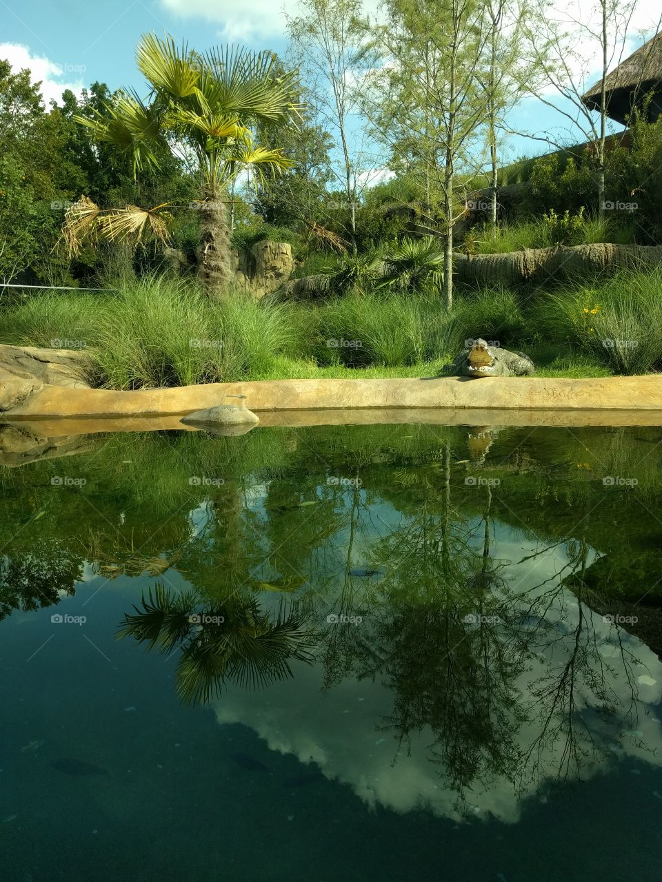 crocodile with mouth open and reflected in water