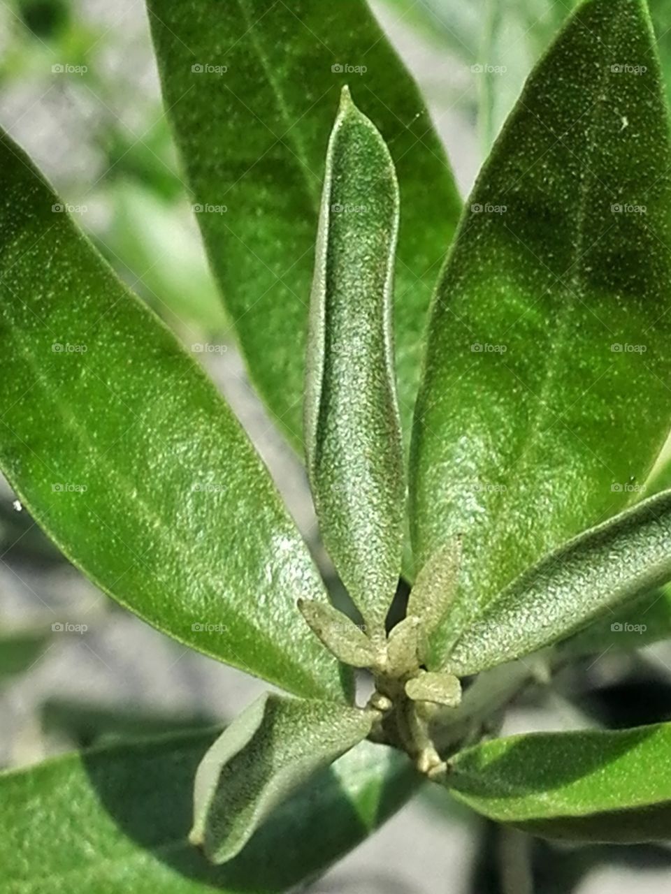 Nevadillo blanco (olive)