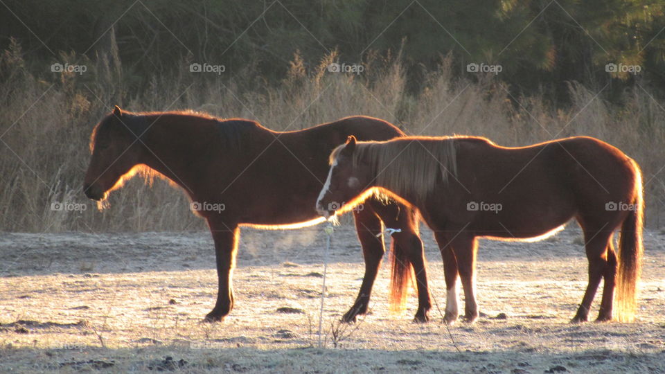 Horses sleeping on a cold morning, and Backlit by the sunrise