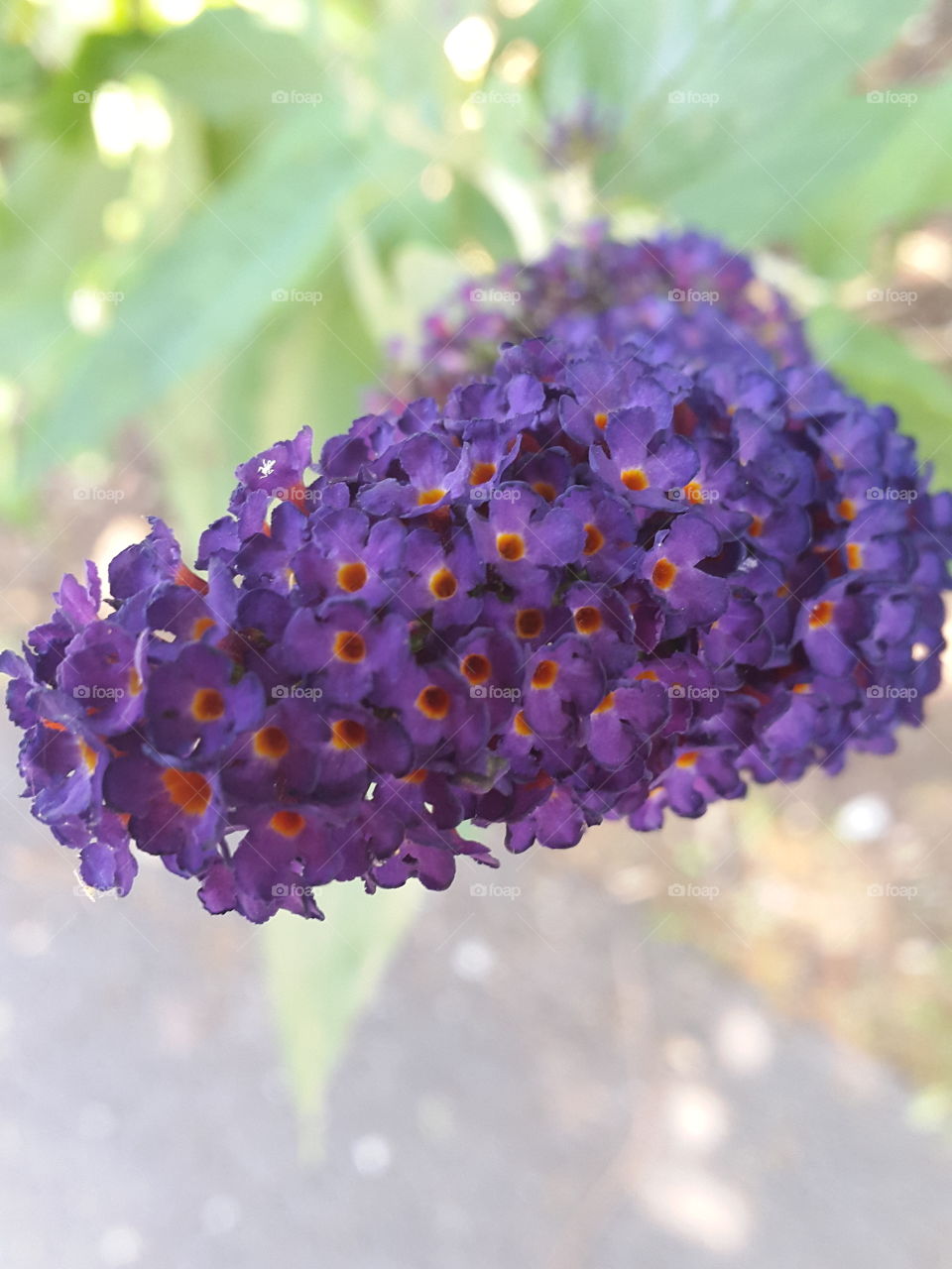 Upon closer inspection a bush full of these purple conical flowers is actually made up of hundreds of tiny flowers.