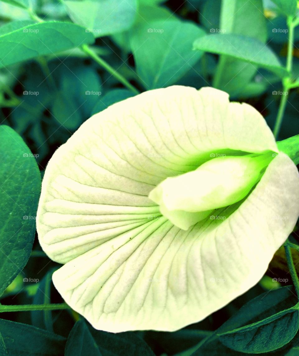 A beautiful white flower of Clitoria .