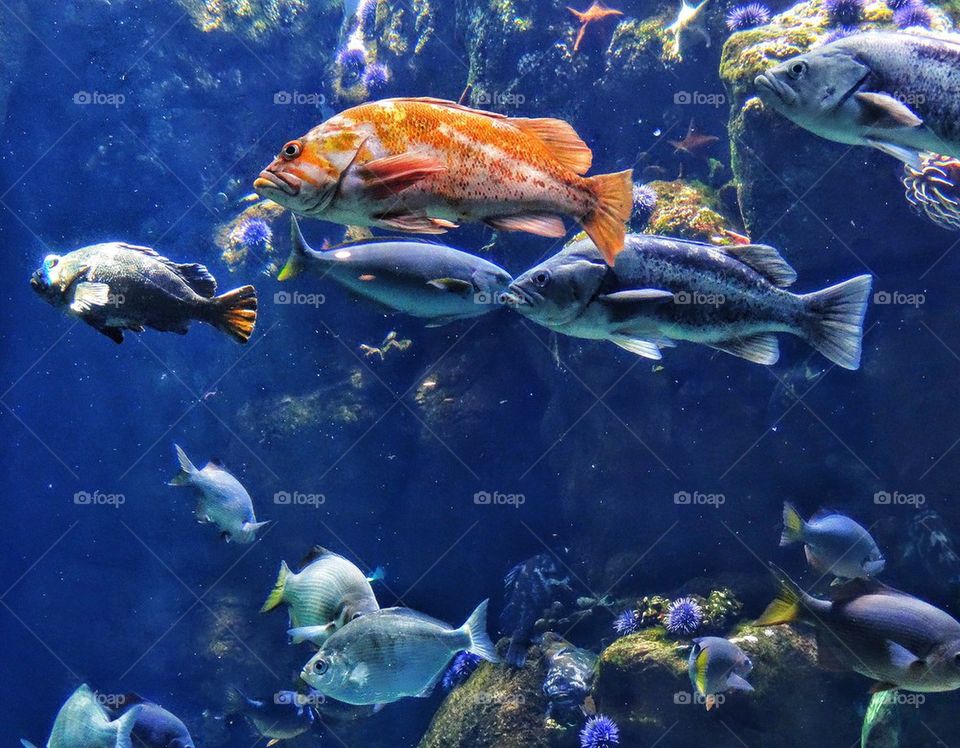 Snorkeling In Coral Reef