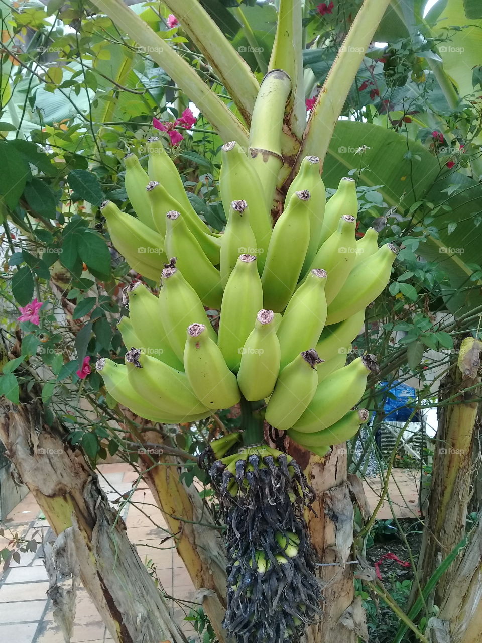 Banana tree. Brasil