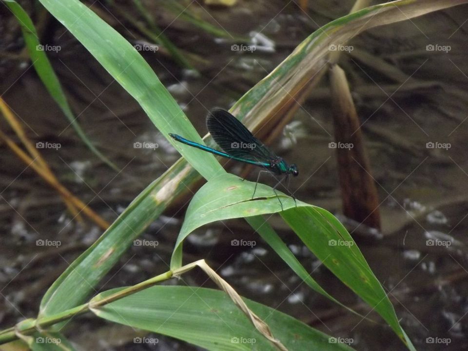 dragonfly, beautiful dragonfly