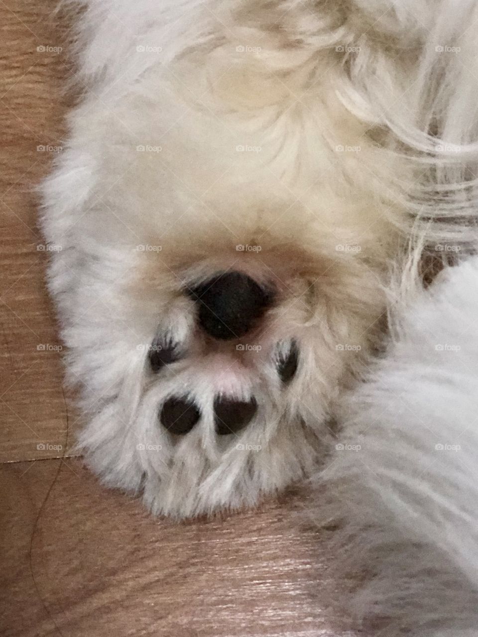 Cutest dog paw that Is have had see