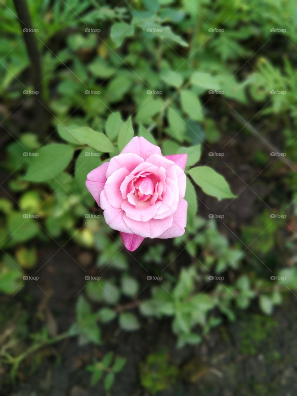 when beauty pops up in garden