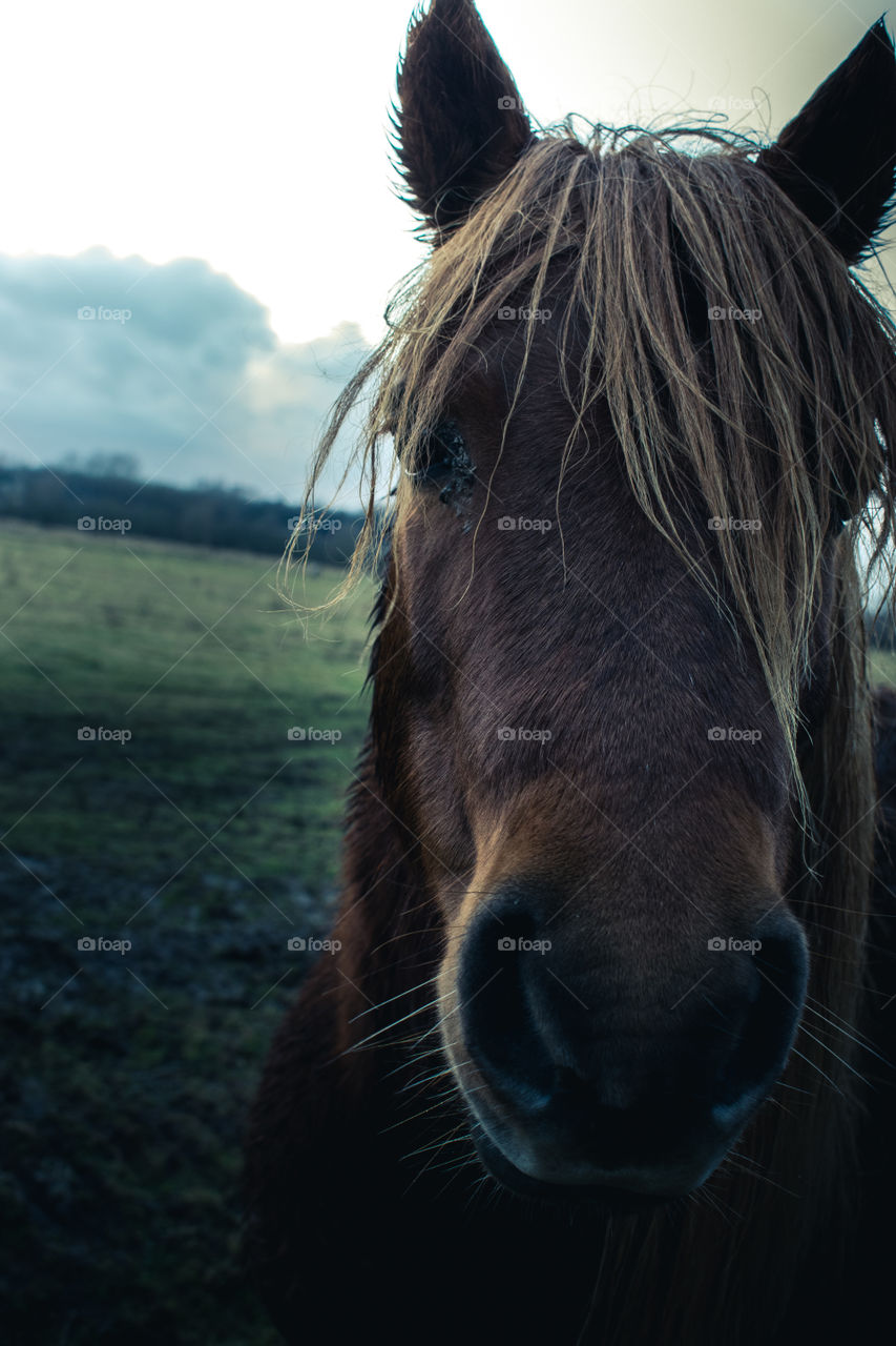 baby horse