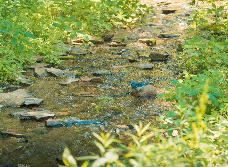 bird bath