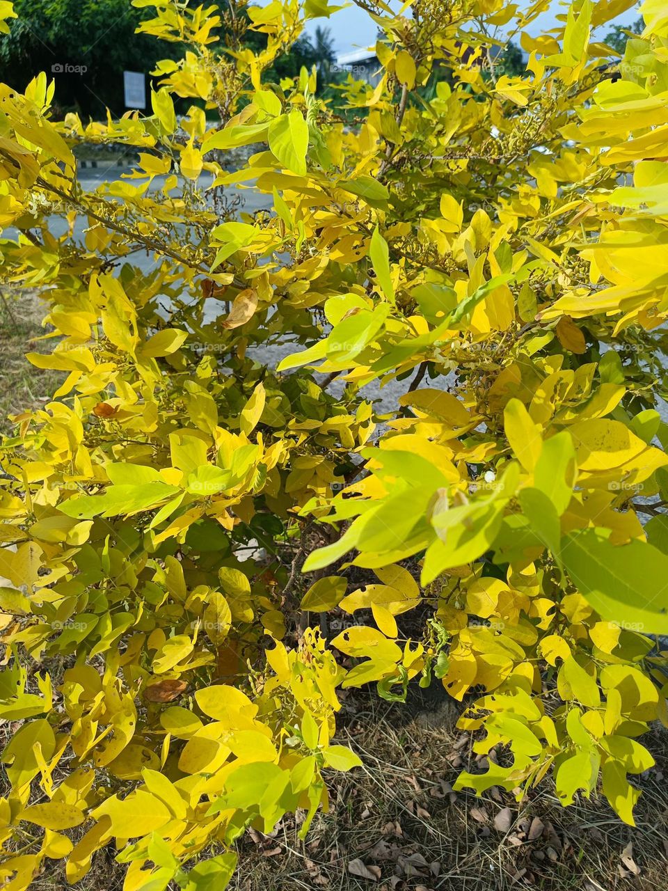 "Even in the face of hardship, this plant stands tall, its golden leaves a reminder that beauty can be found even in times of change."