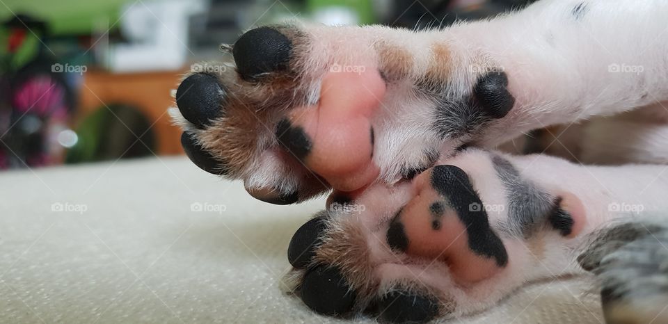 Cute Little Paws