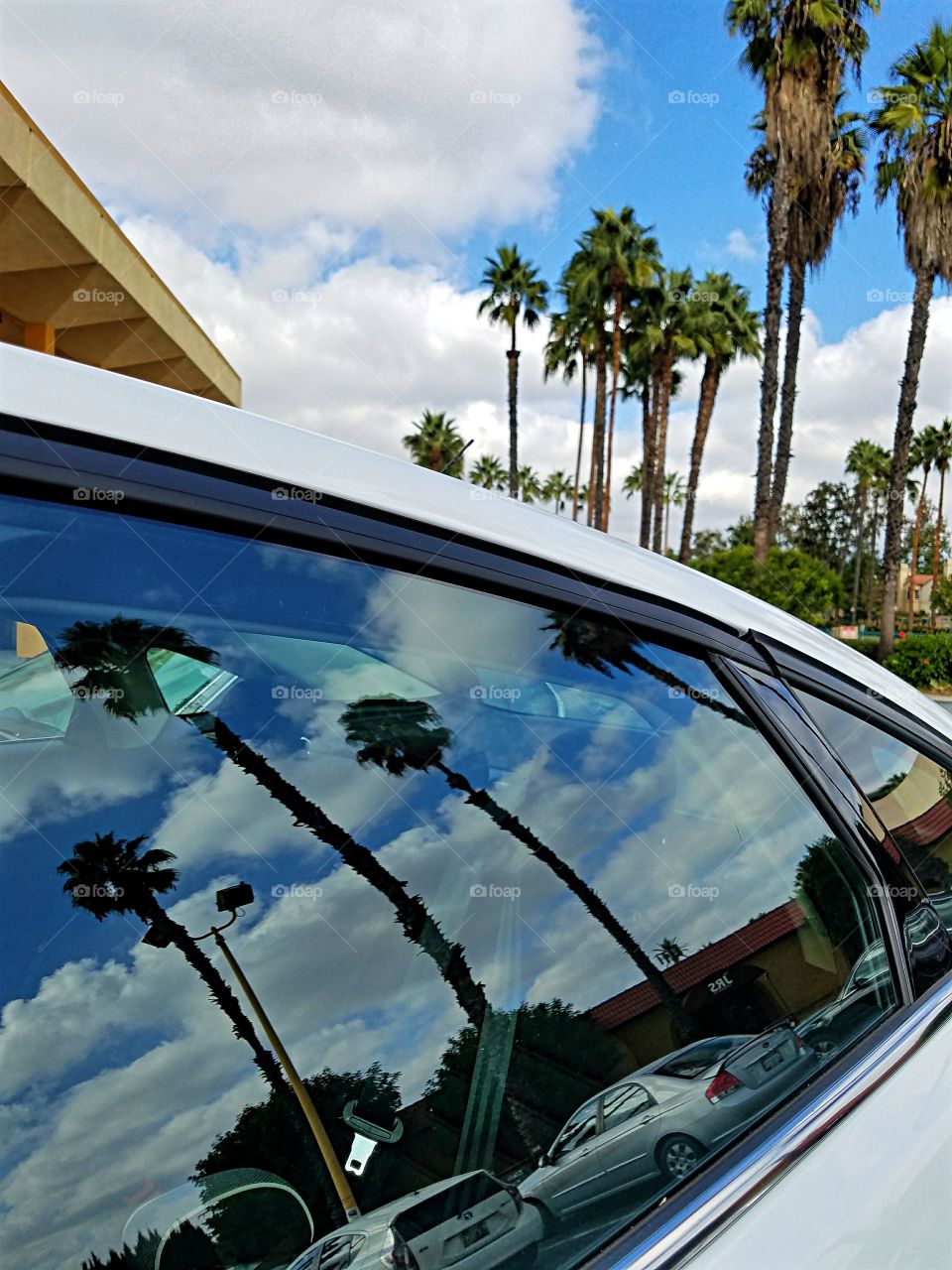 Parking lot Palm Trees reflected in car window!