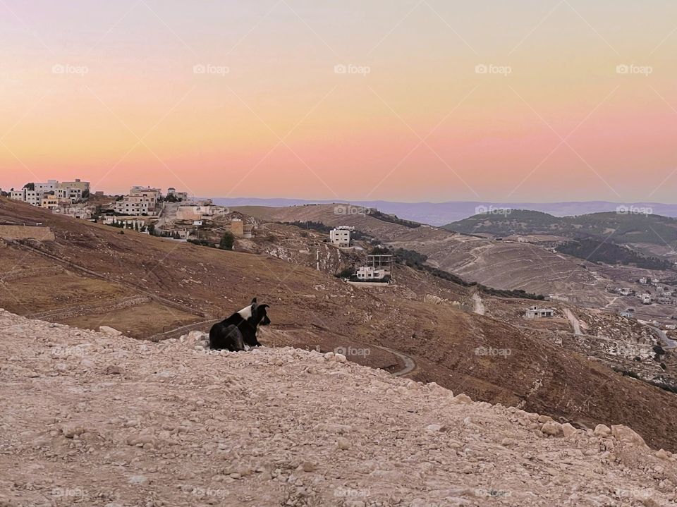 A dog enjoying a view from above