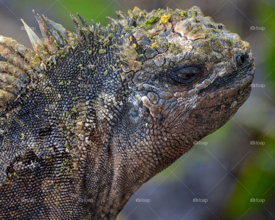 Galapago's iguana