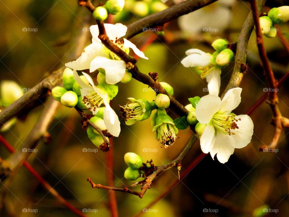 Japanese apple tree