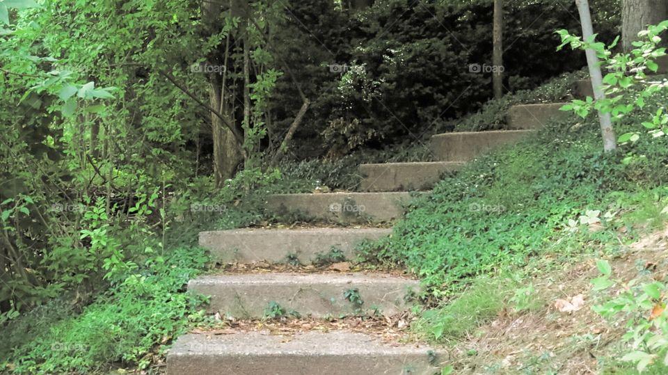 Walking into the woods