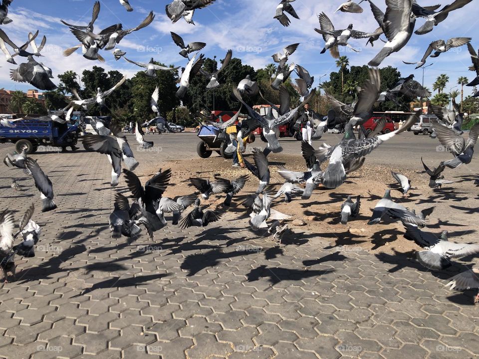 Beautiful flock of pigeons flying in the square.