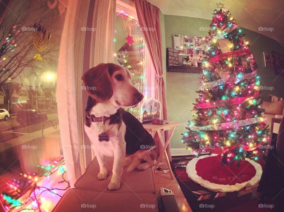 Remy enjoying the holiday lights in 2015. 
