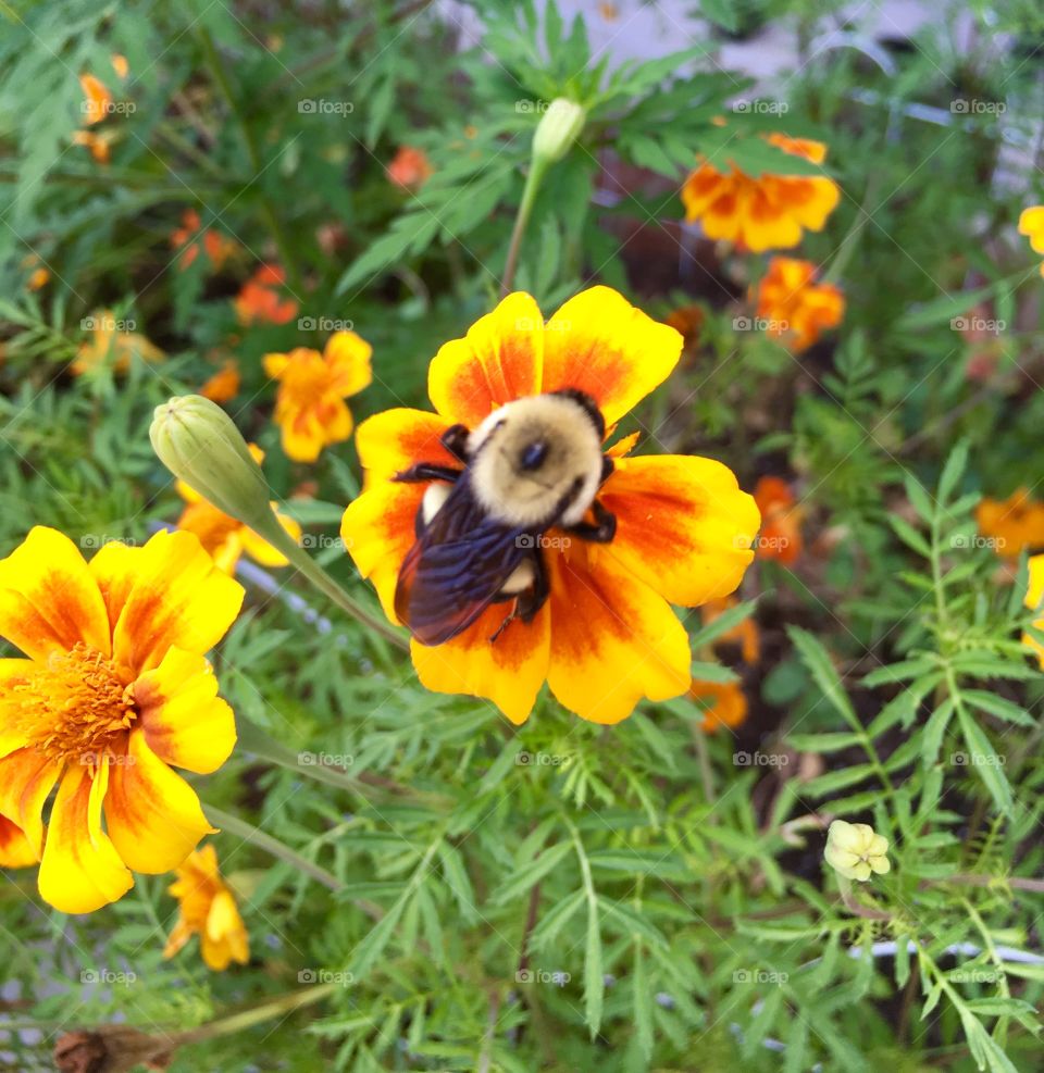 Marigold And Bumblebee 