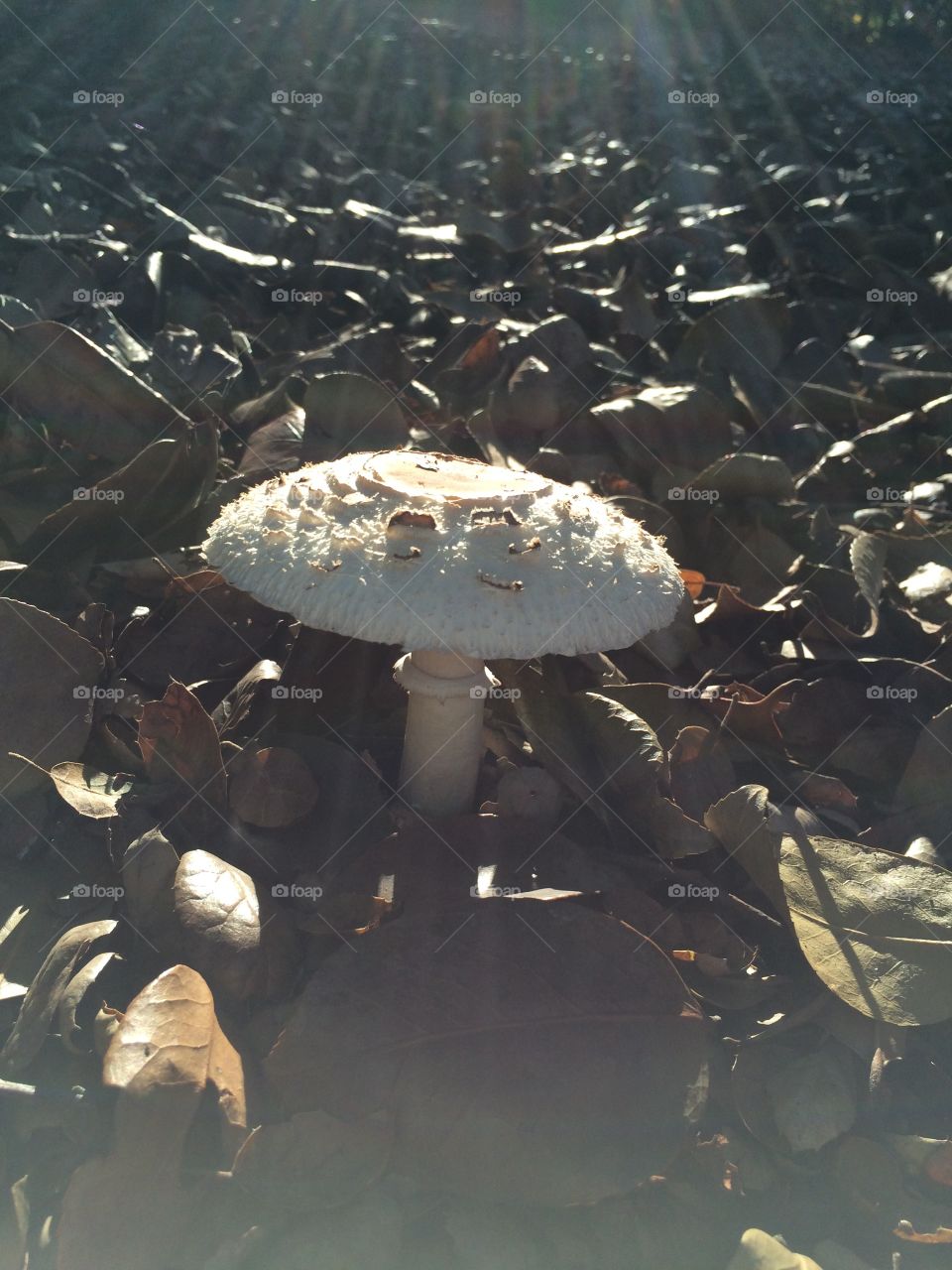 Shaggy parasol mushroom 