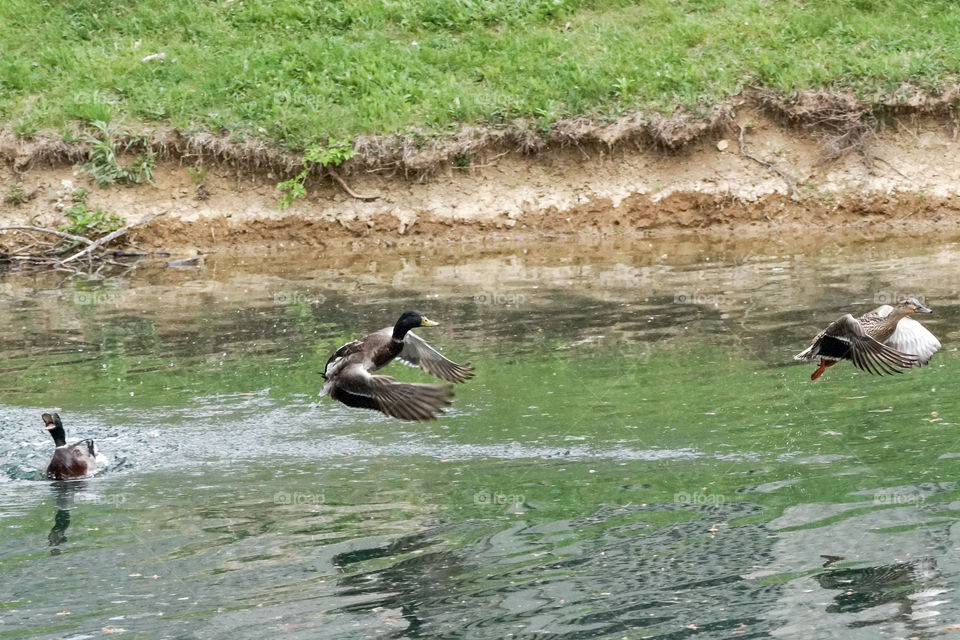 Duck, Water, Bird, Goose, Waterfowl