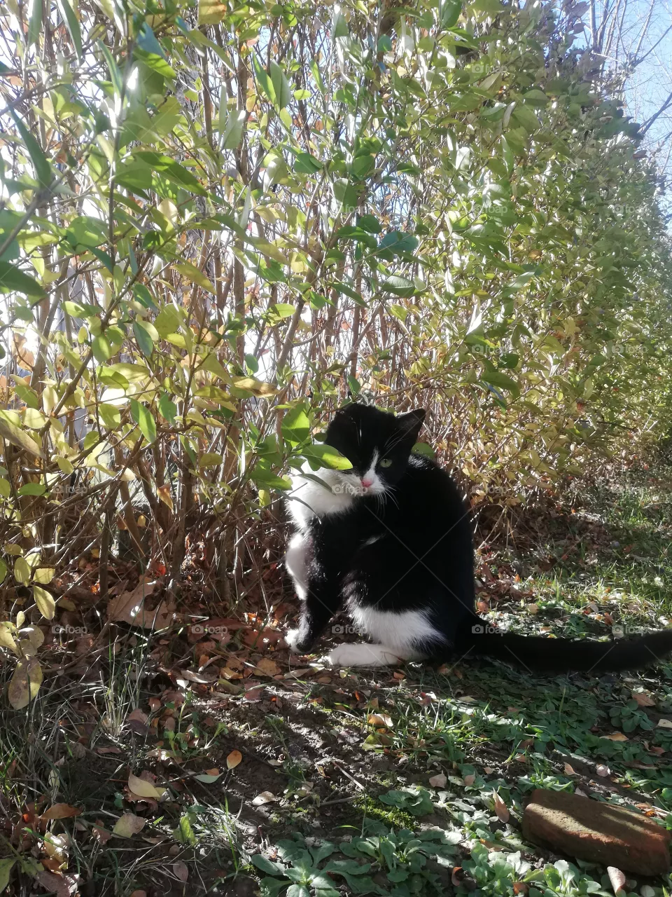 Cat❤️