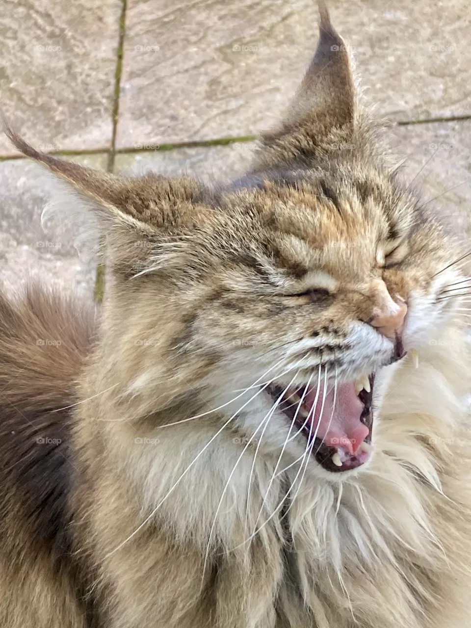 Maine Coon cat - largest of a domestic cats.