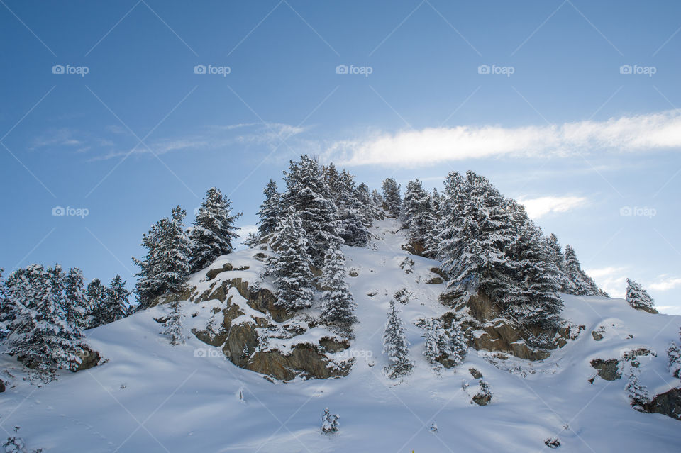 snow covered forest on a hill