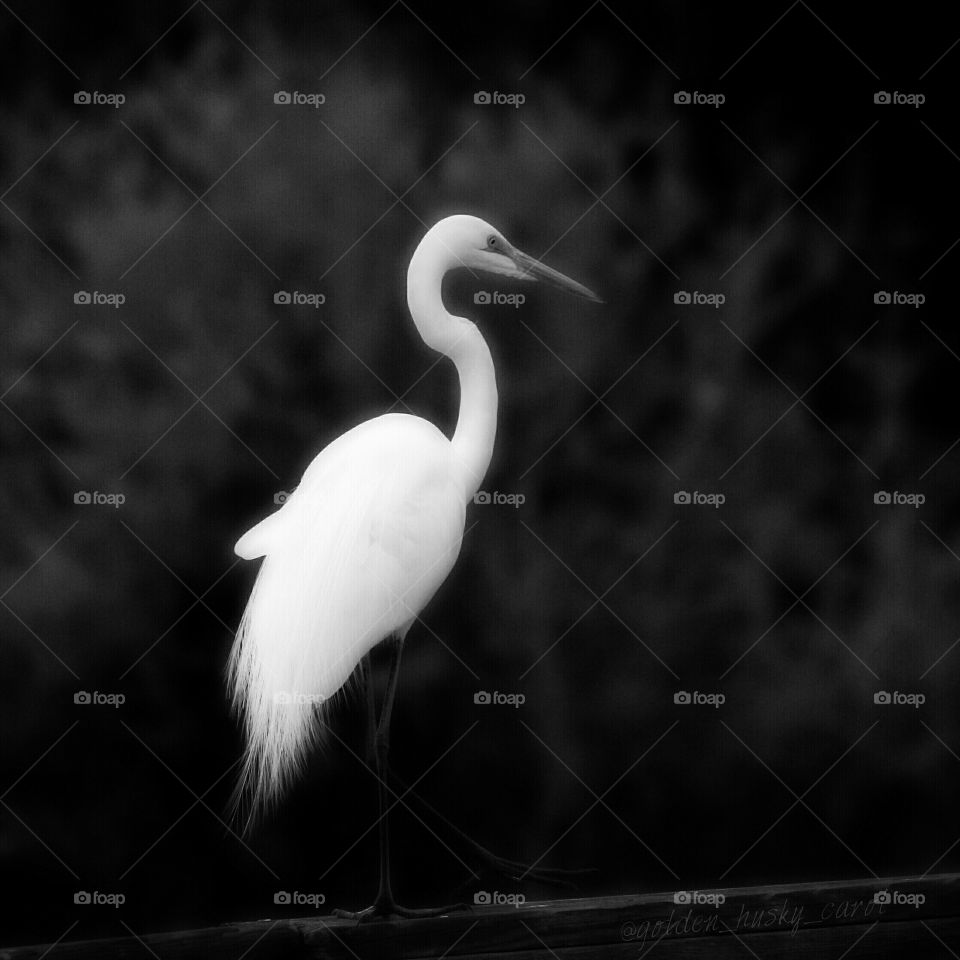 Posing Egret