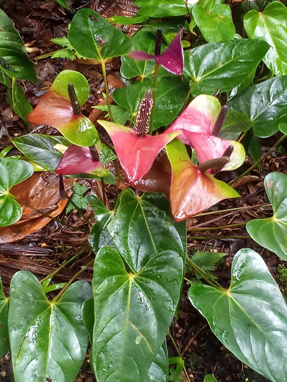 botanical varigated anthurium