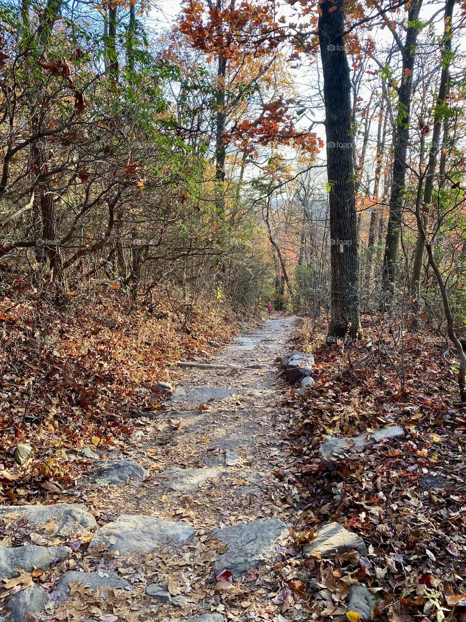 Looking down a mountain trail through a forest 