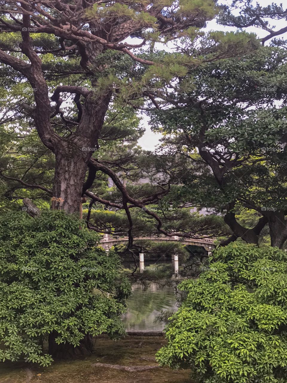 Trees & gardens in zen like beauty 